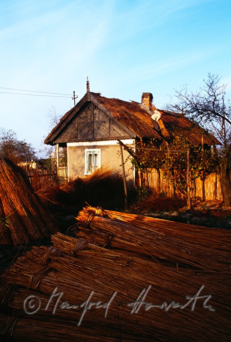 thatcher on the roof