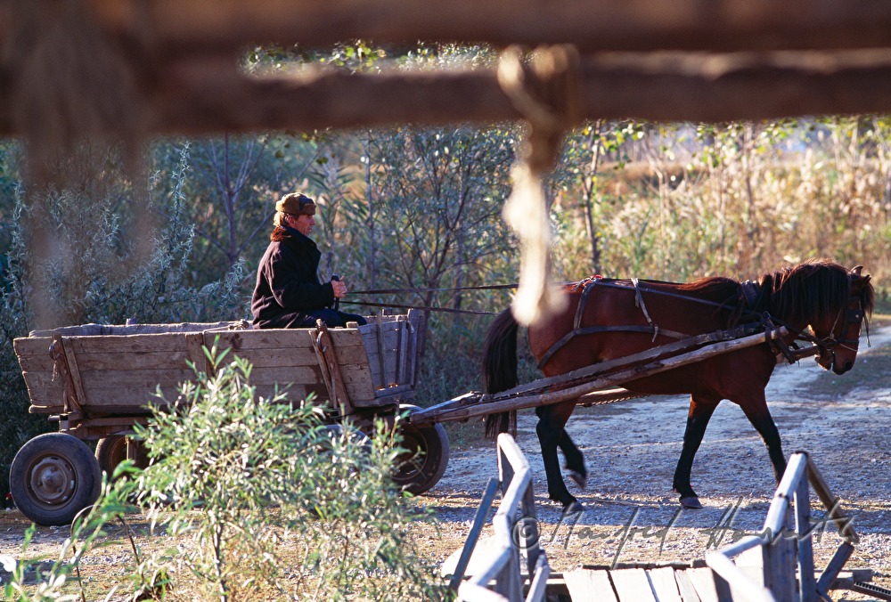 horse-drawn vehicle near the pontoon