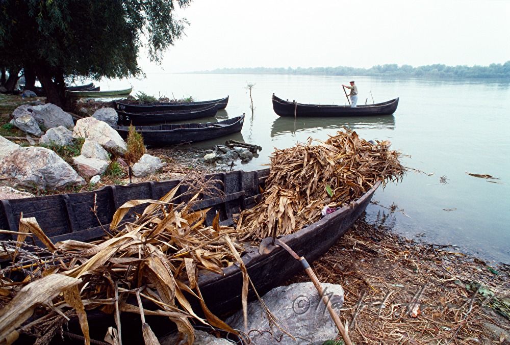 maize straw in a rowing boat