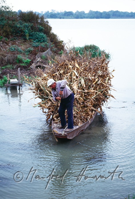 transport of maize straw