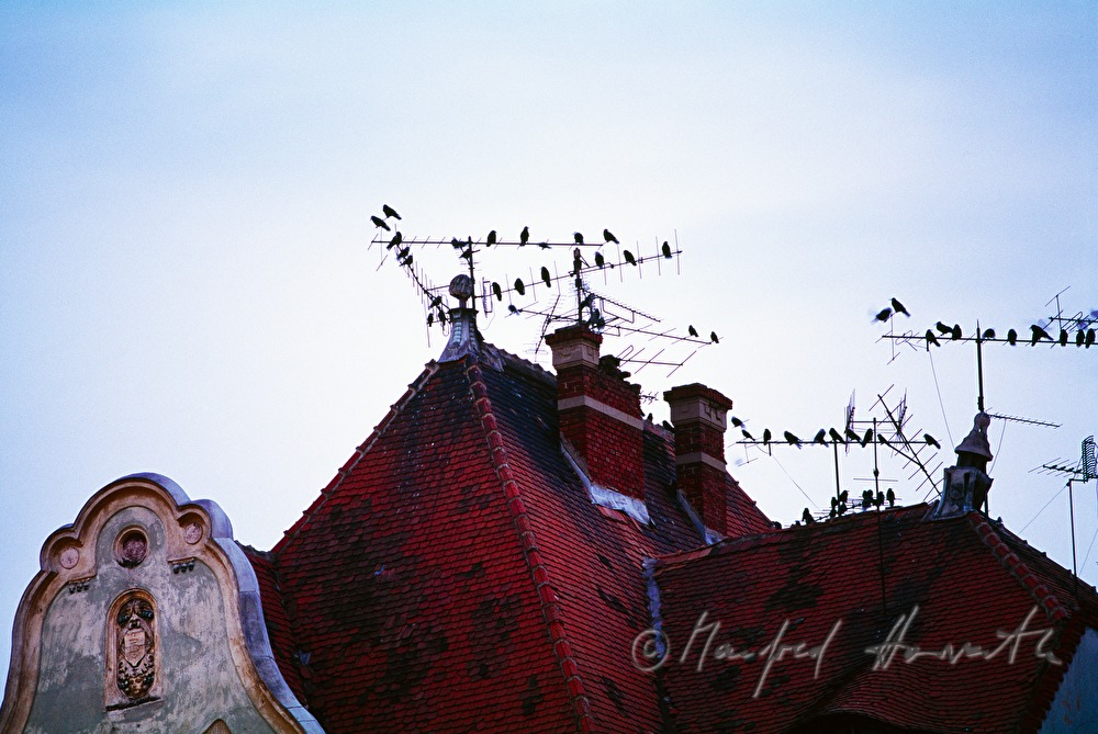 crows sit on television antennas
