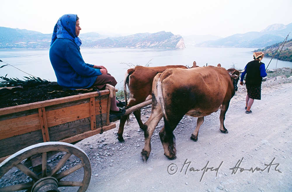 ox and cart on the way along the Danube-shore