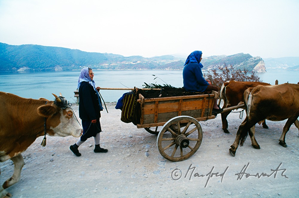 ox and cart on the way along the Danube-shore