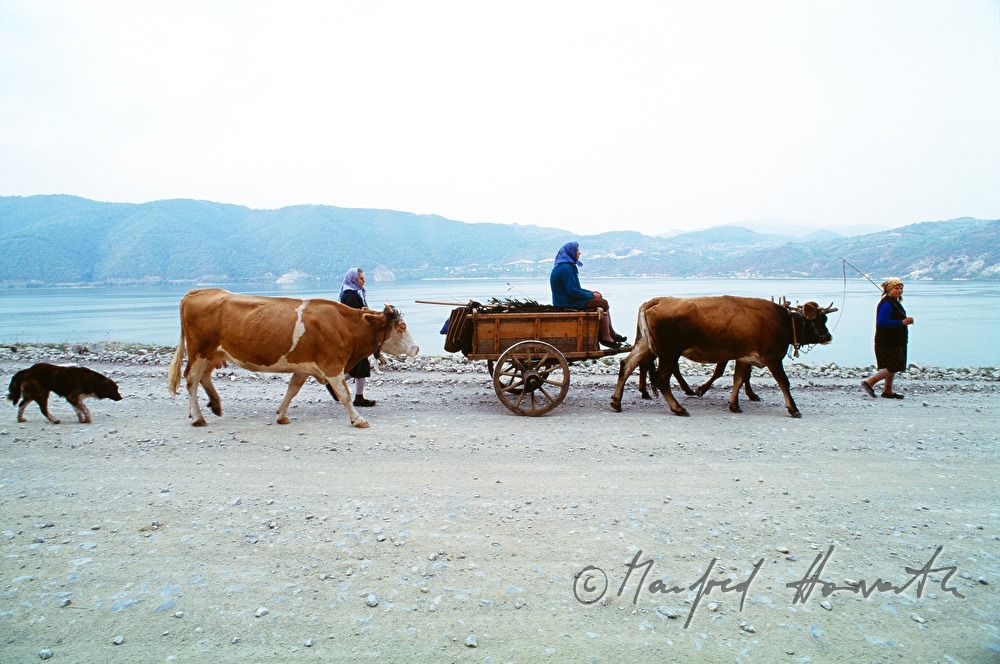 ox and cart on the way along the Danube-shore