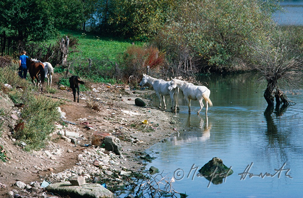 horses are being watered