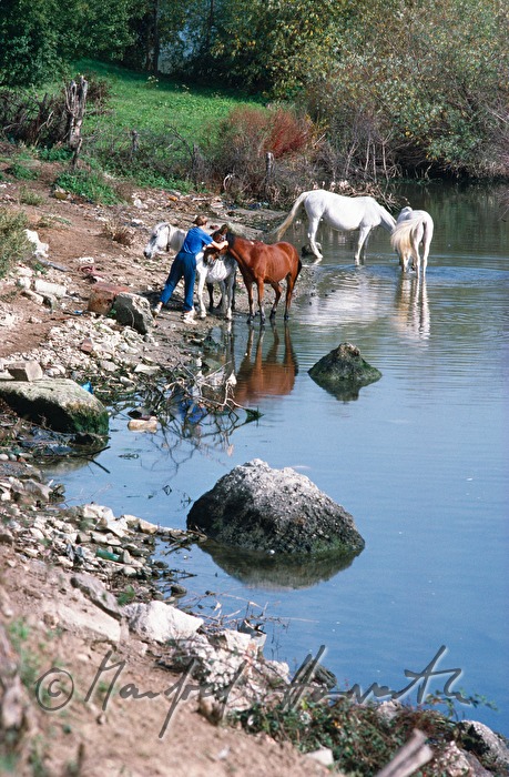 horses are being watered
