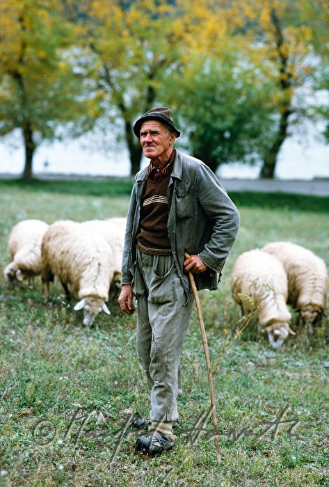 shepherd with herd of sheep