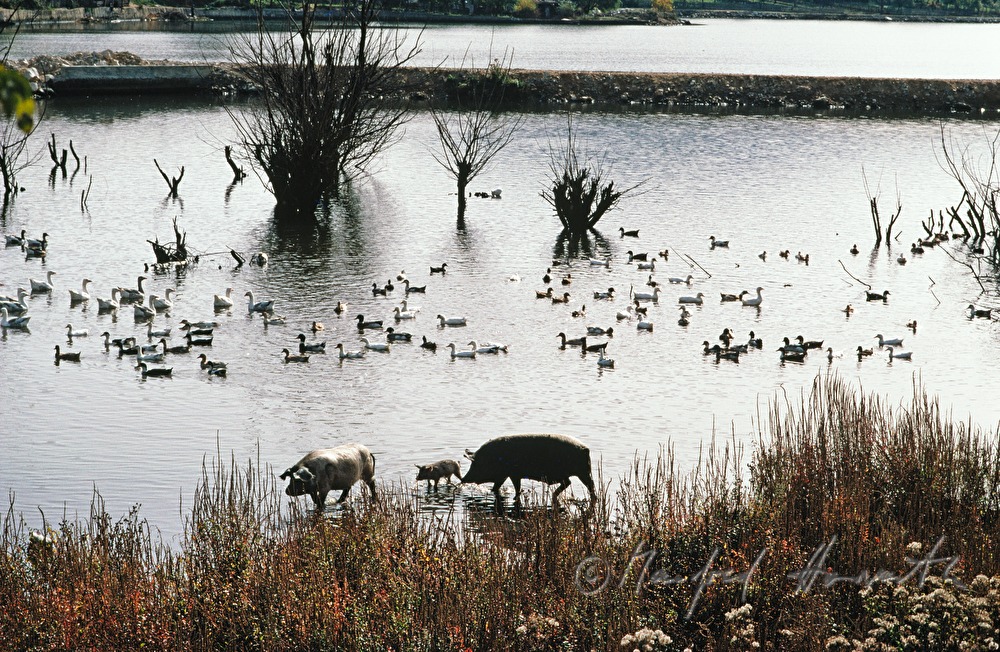 domestic pigs bathing in the Danube