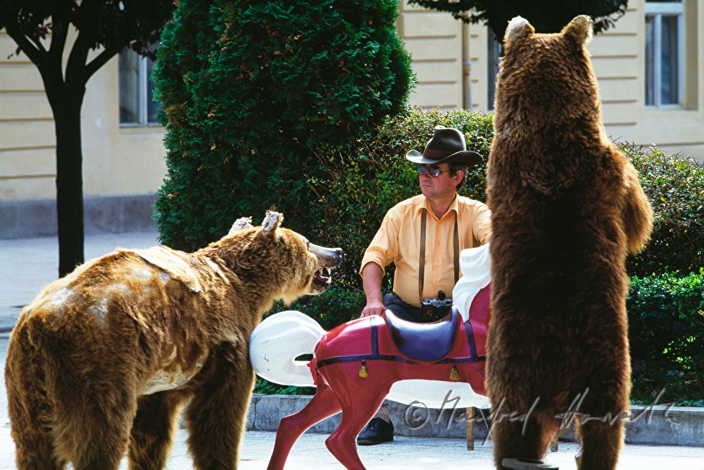 stuffed brown bears and photographer