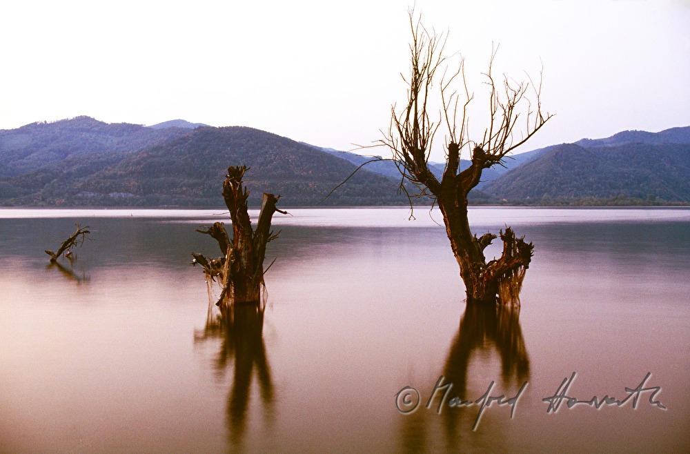 trees in the river