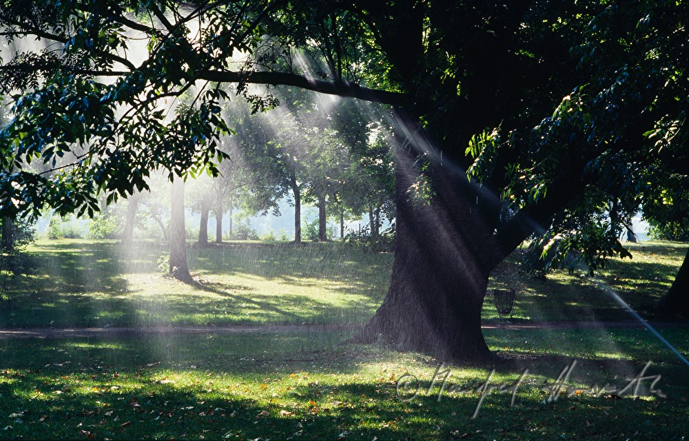 water jets and trees