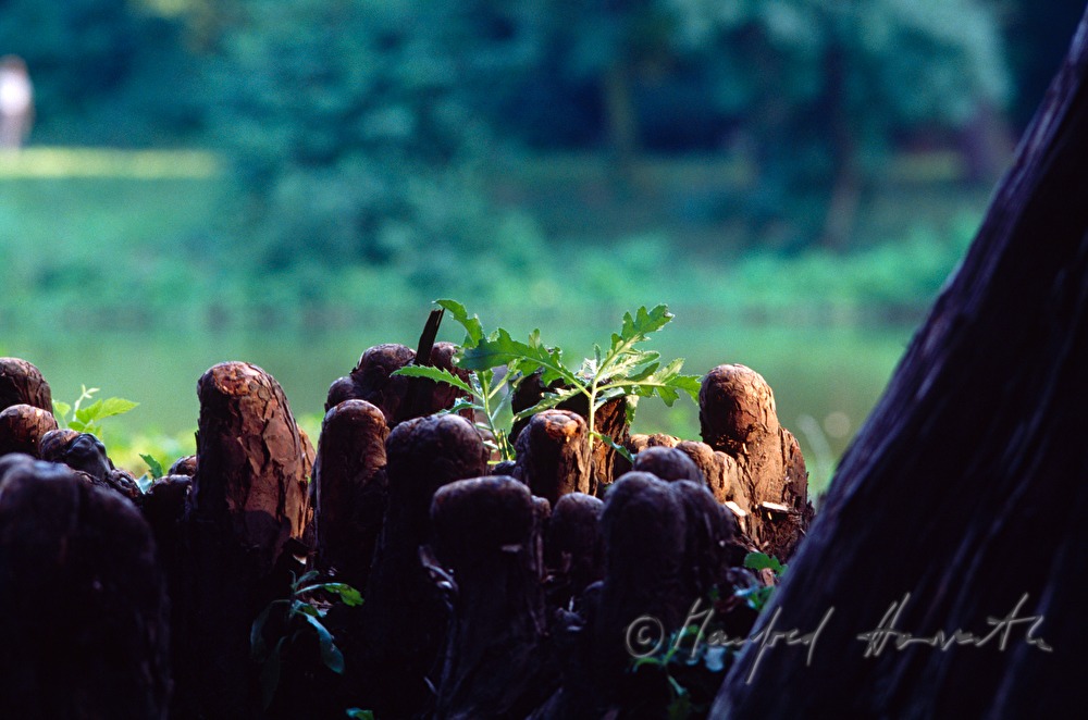 roots of a Taxodium mucronatum (Montezuma Cypress)