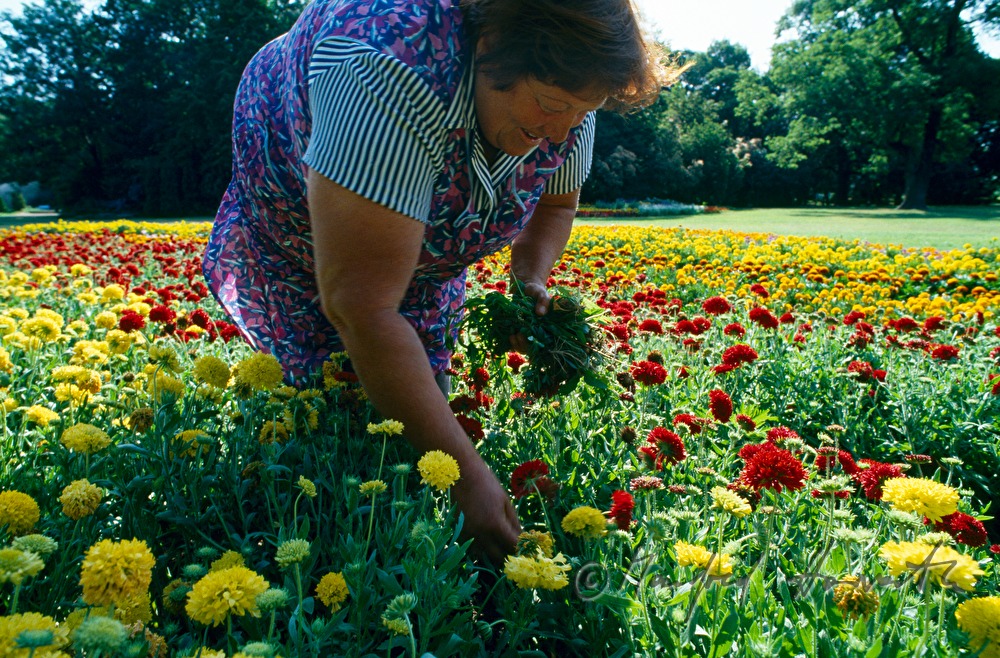 horticulturist at work in the flower bed
