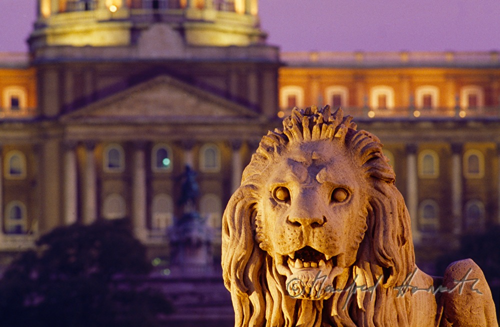 sculpture of a lion and Buda Castle