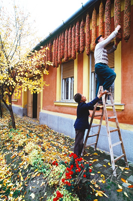 hanging up red peppers for air-drying