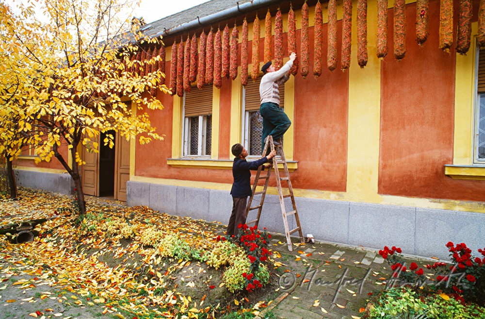 hanging up red peppers for air-drying