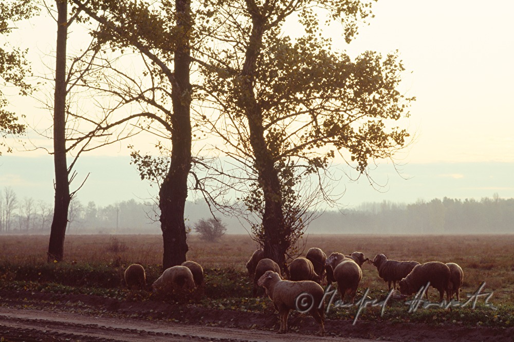 flock of sheep near the sand street