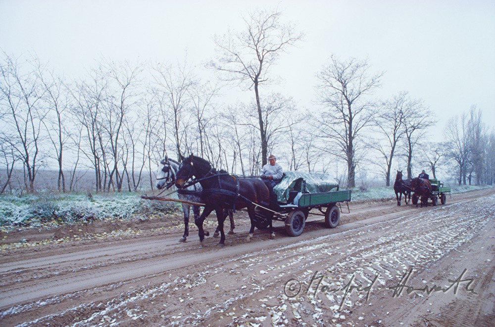 horse-drawn vehicles on the sand street