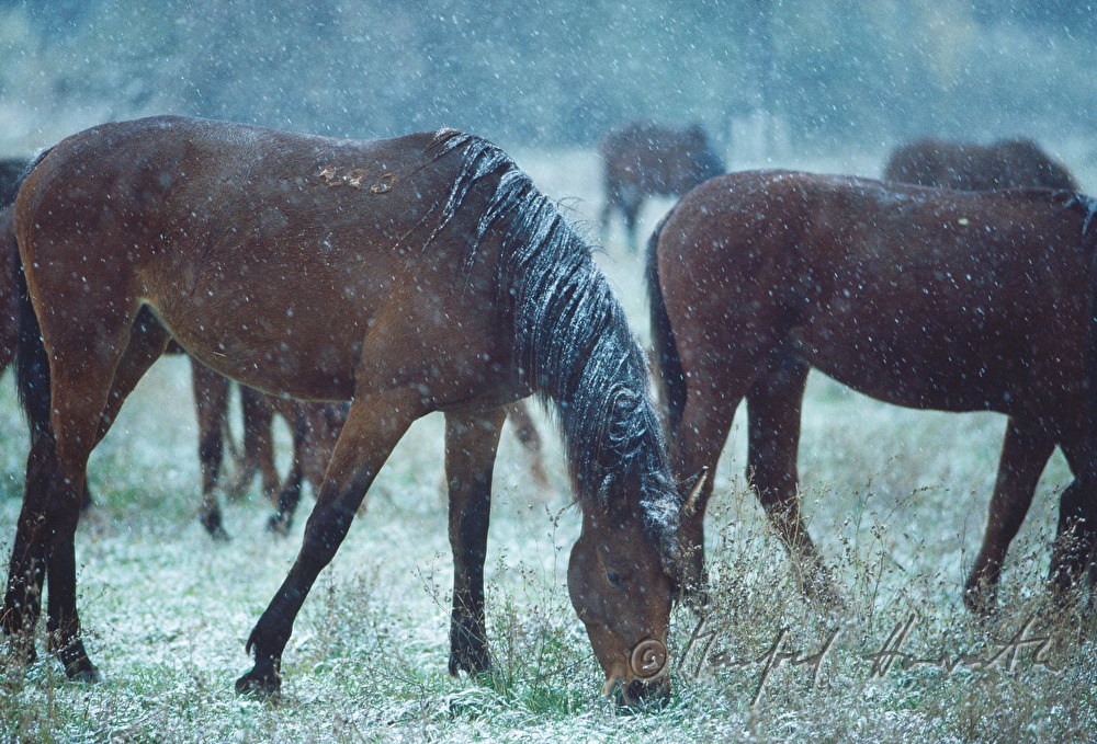 flock of horses in a scurry of snow