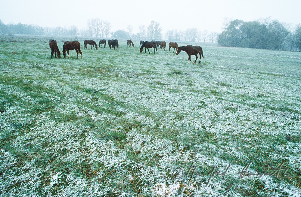 flock of horses in a scurry of snow