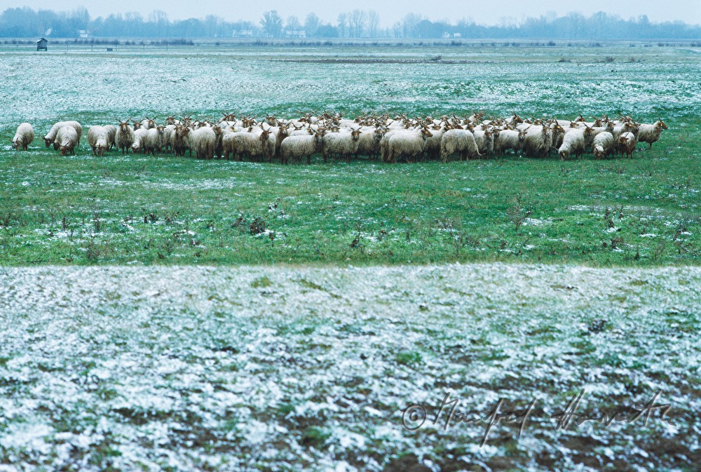 flock of sheep near the sand street