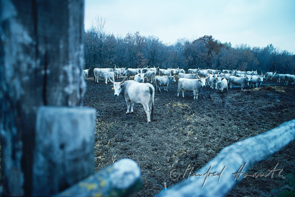 Hungarian Grey Cattle in a paddock