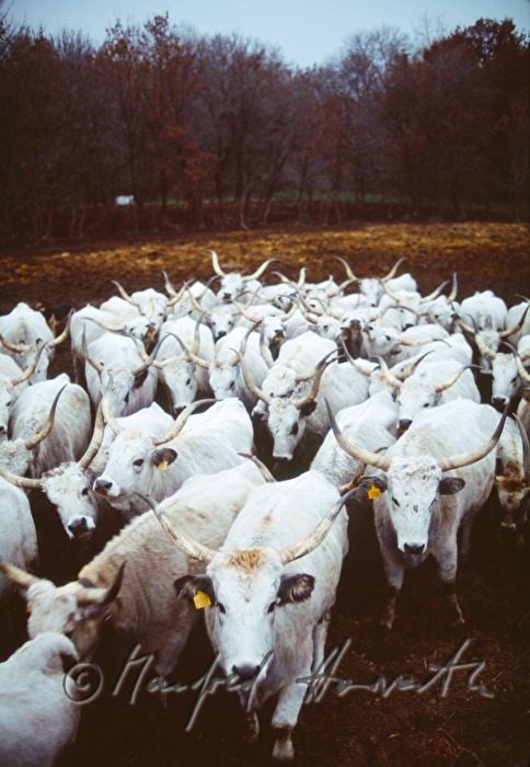 Hungarian Grey Cattle in a paddock