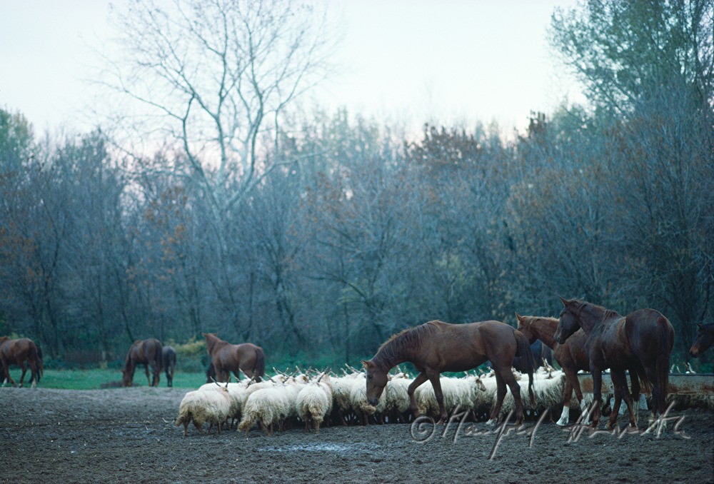 flock of Racka and horses on the meadow