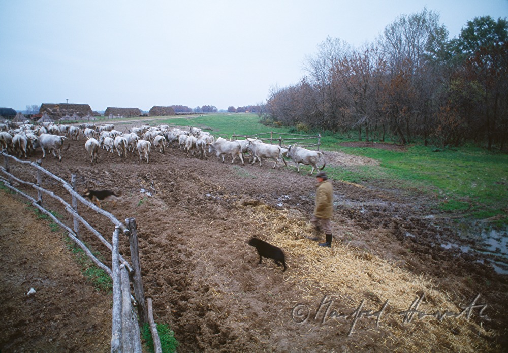 Hungarian Grey Cattle in a paddock