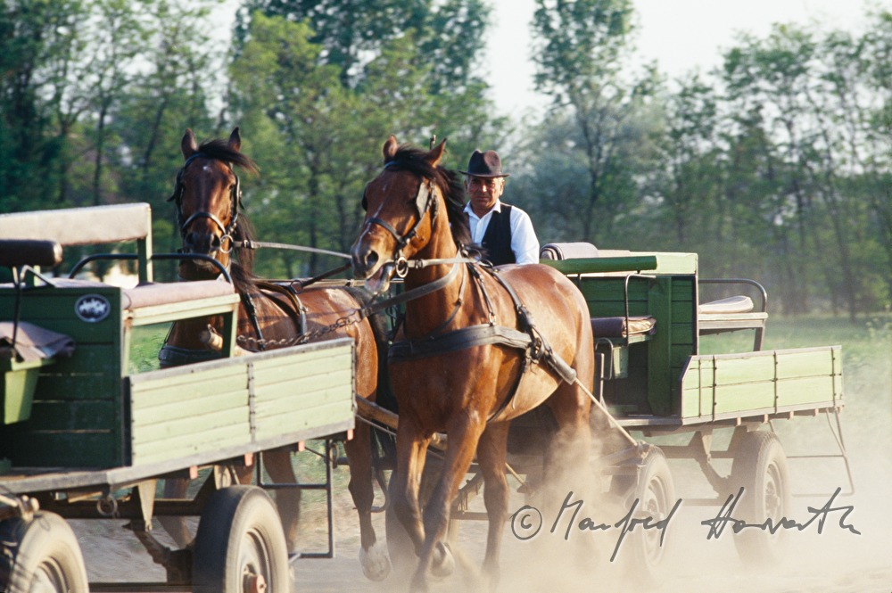 horse-drawn vehicle in full speed