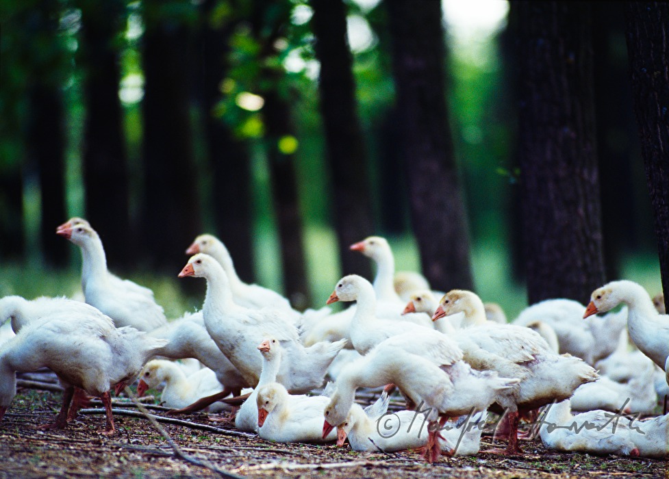 flock of geese near the sand street