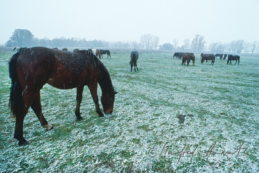 flock of horses in a scurry of snow