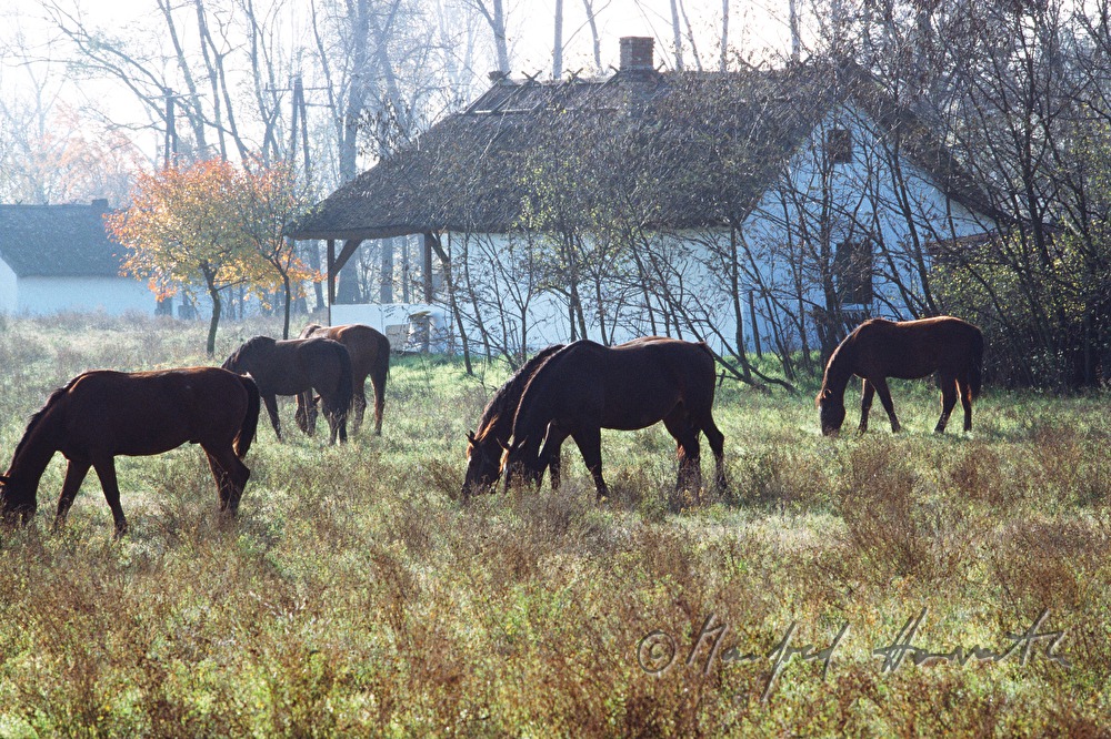flock of horses ion the meadow