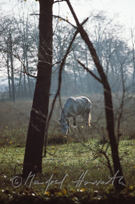 horse grazing on the meadow