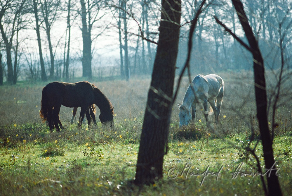 horse grazing on the meadow
