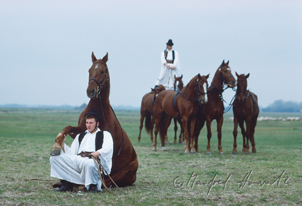 acrobatic horse show for tourists