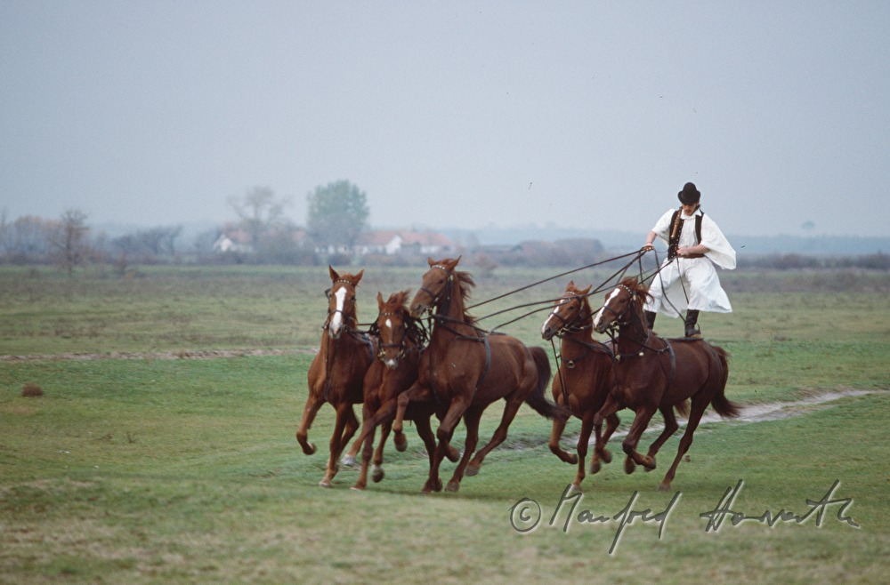 acrobatic horse show for tourists