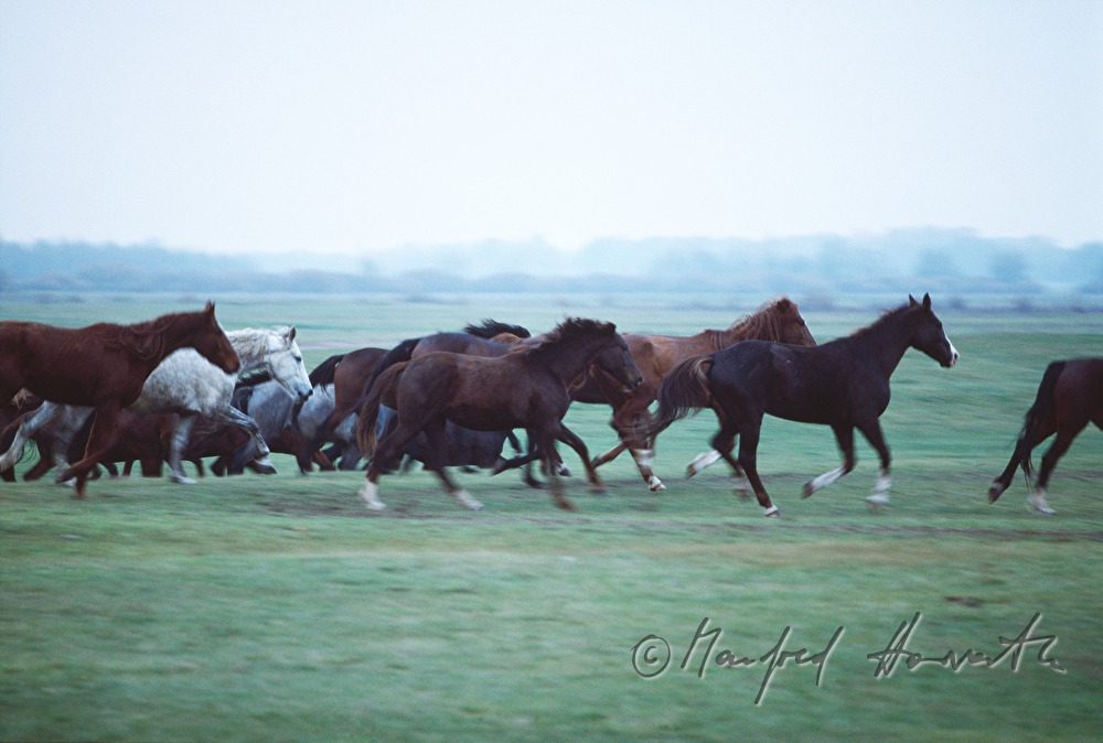 horse grazing on the meadow