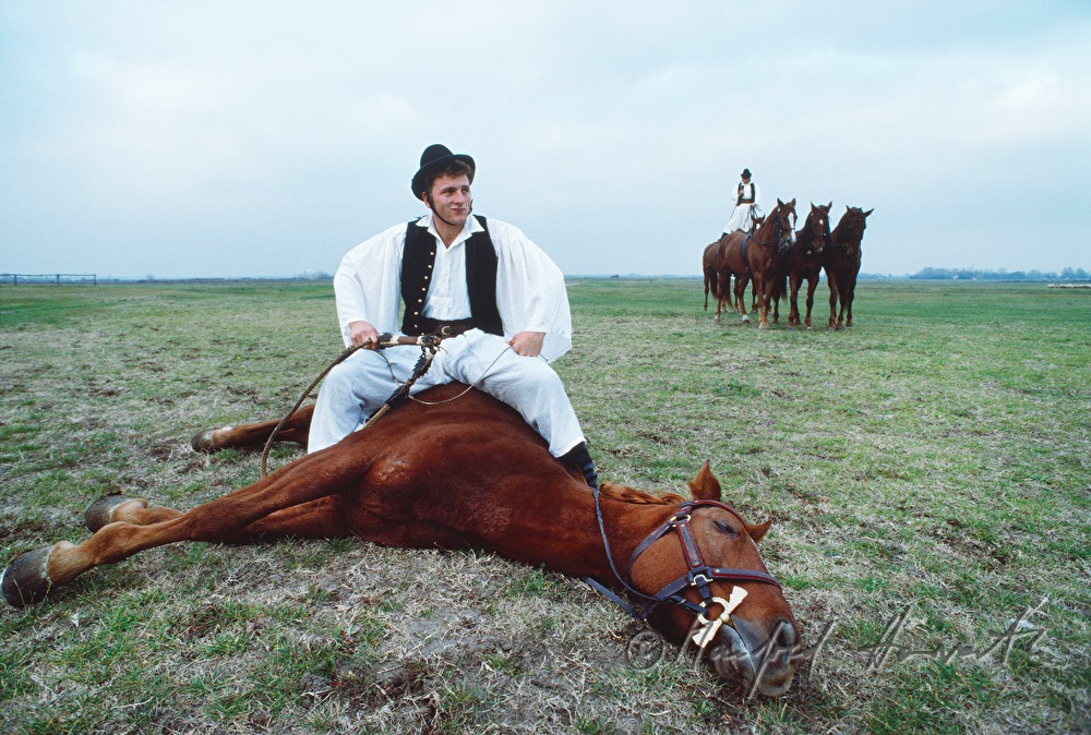 acrobatic horse show for tourists