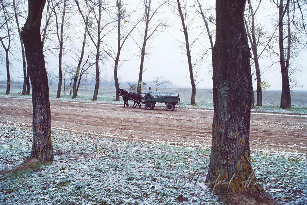 horse-drawn vehicle on the sand street