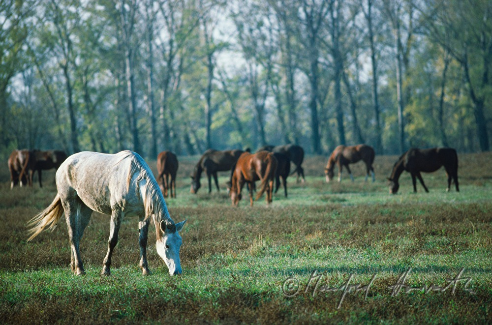 horse grazing on the meadow