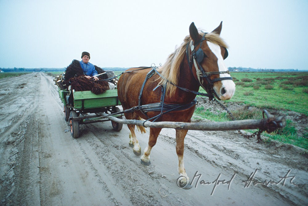 horse-drawn vehicle on the sand street