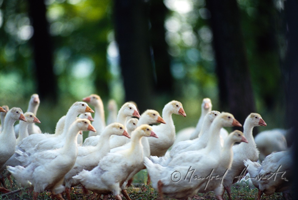 flock of geese near the sand street