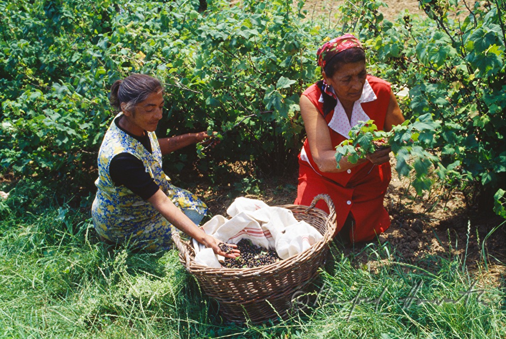 harvesters of the ethnic group of Romanes