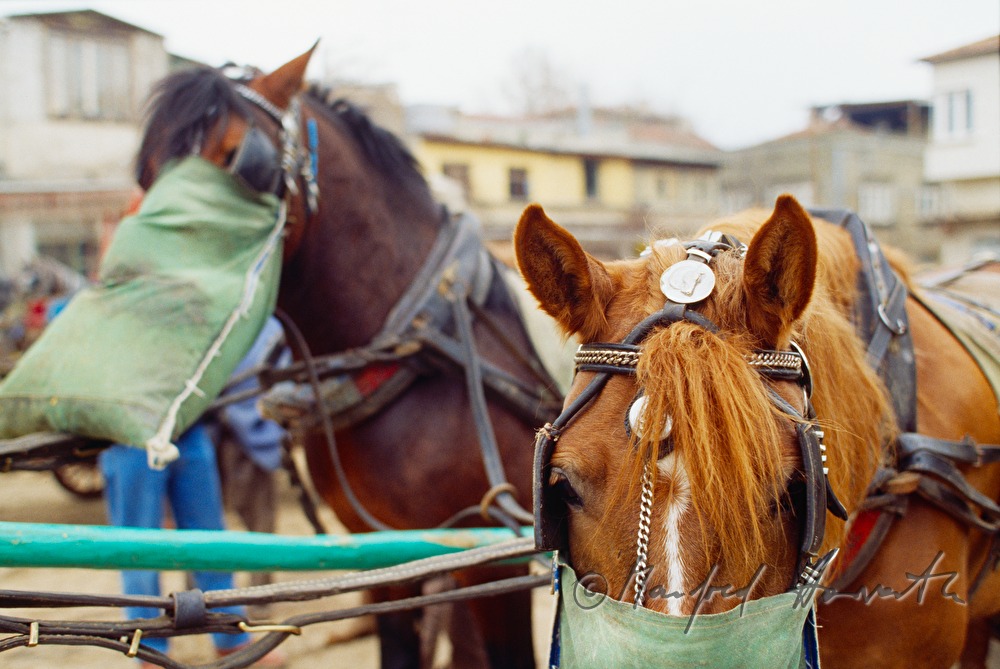 horses feed on oats at the stand
