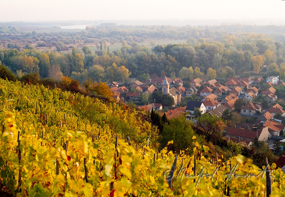 vinyards, town and Theiss