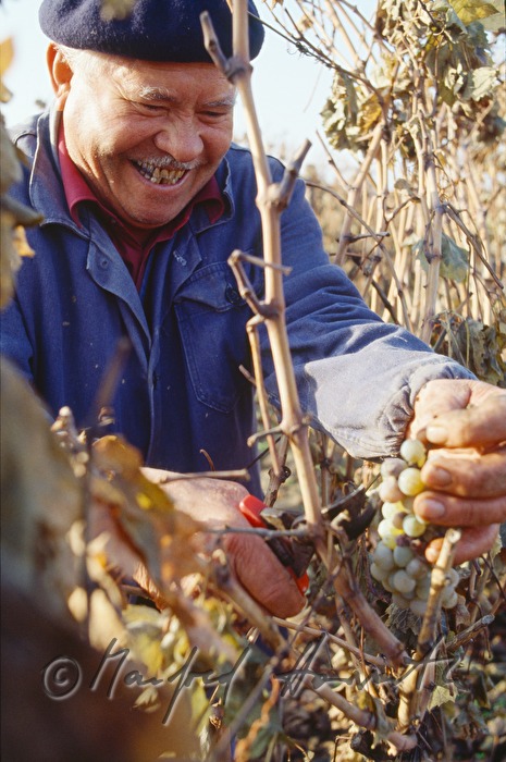 vintner harvests grapes
