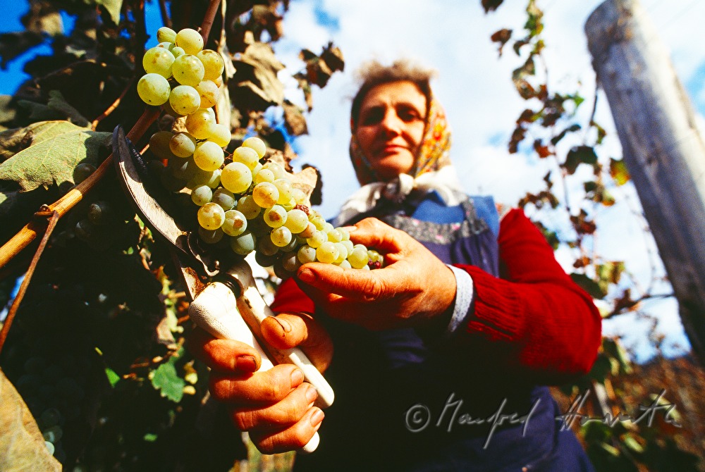 vintner harvests grapes