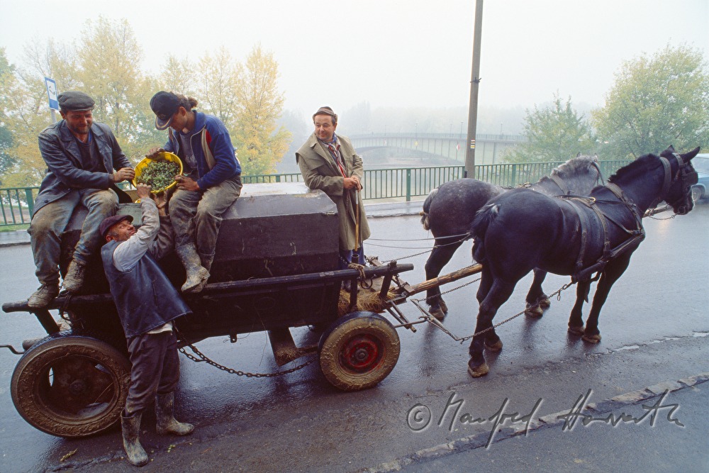 vintners and workers with horse cab