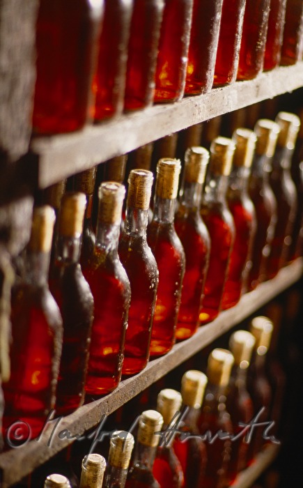 wine bottles in a wine cellar